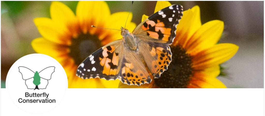 1024_x_450_butterfly_conservation_image.jpg