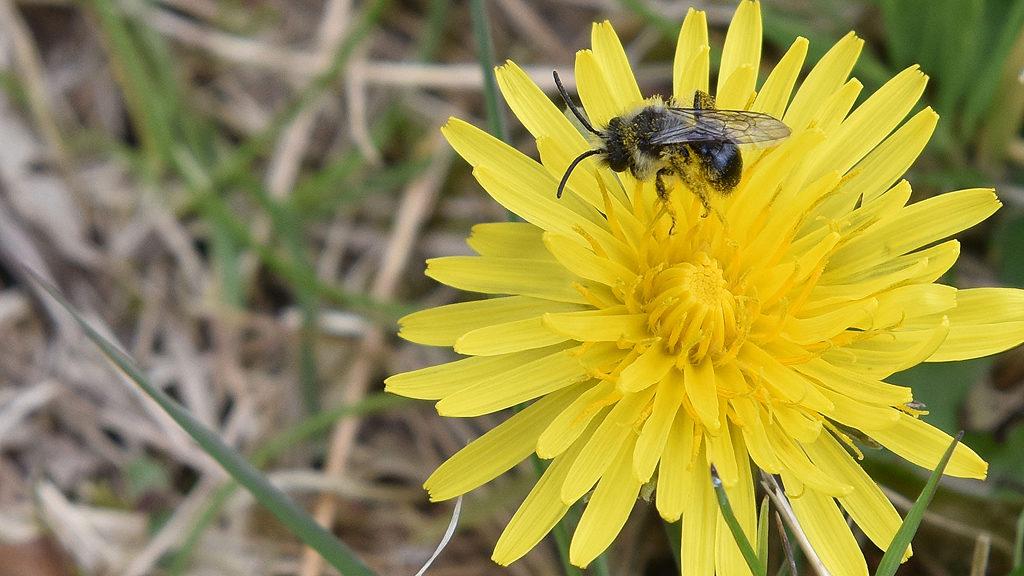 1024_x_576_andrena_cineraria.jpg