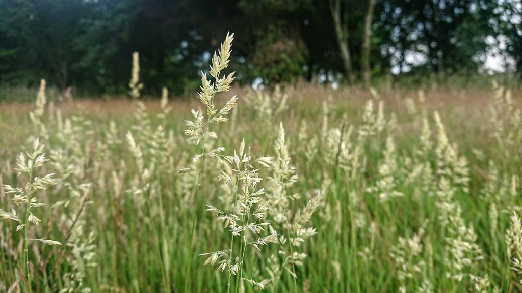 1024_x_576_mortonhall_conservation_rough_grasses.jpg