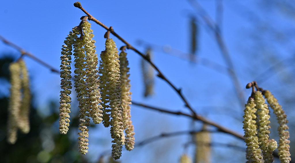 1024_x_576_spring_flowers_for_bees_catkins_dsc_3115.jpg
