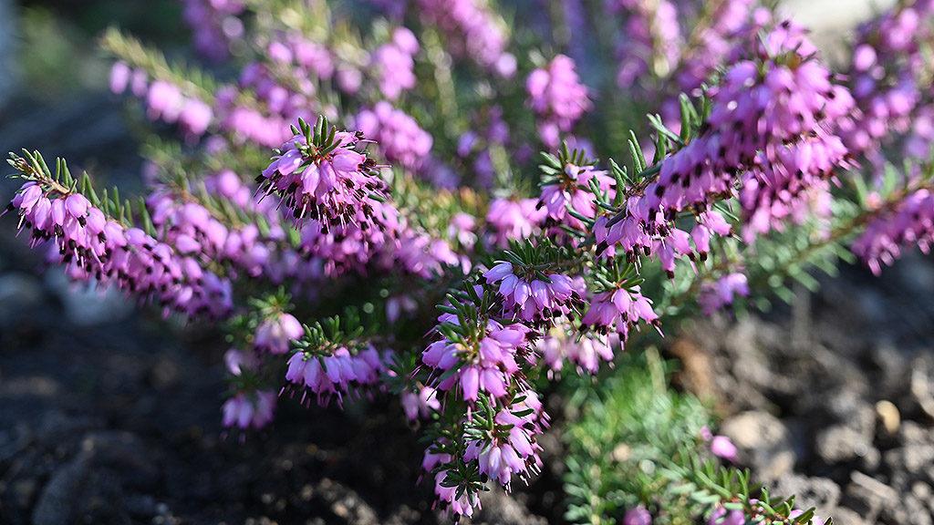 1024_x_576_spring_flowers_for_bees_pink_heather_dsc_3134.jpg