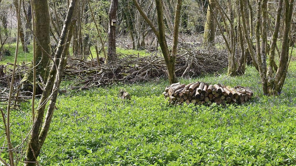 1024_x_576_spring_woodland_management.jpg