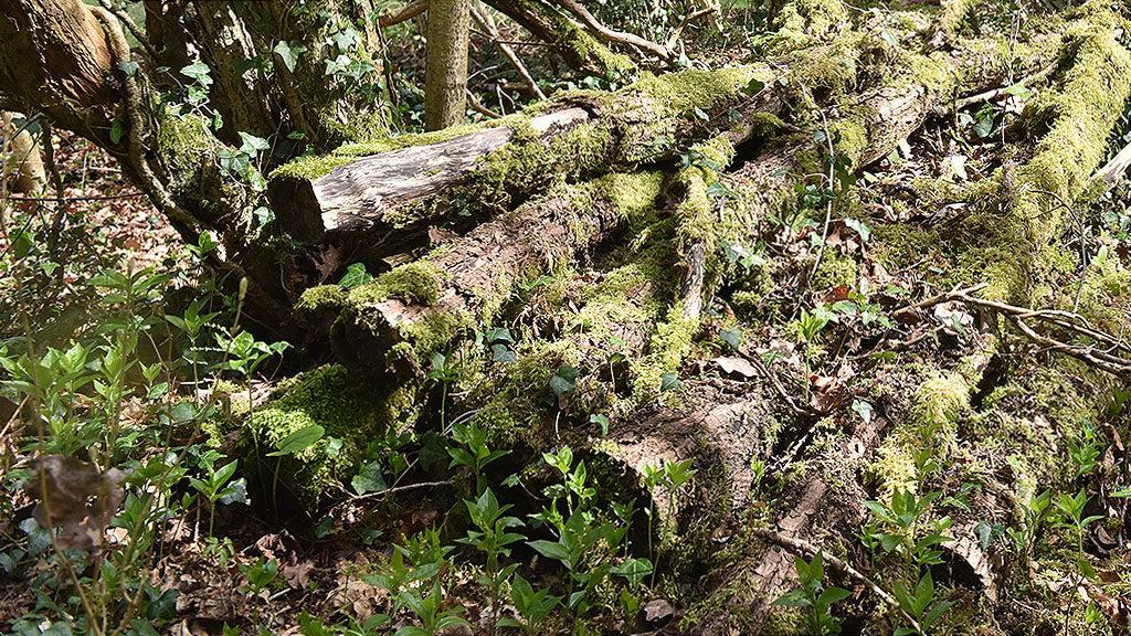 1024_x_576_wildlife_log_pile.jpg