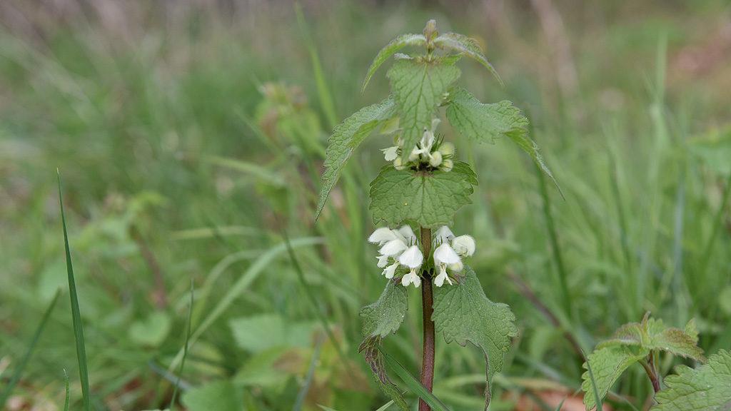 1024_x_576_woodland_edges_managed_to_stay_open_and_light_for_flowers_white_dead_nettle.jpg