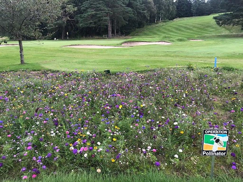 1024_x_768_bancochry_wildflower_area.jpg