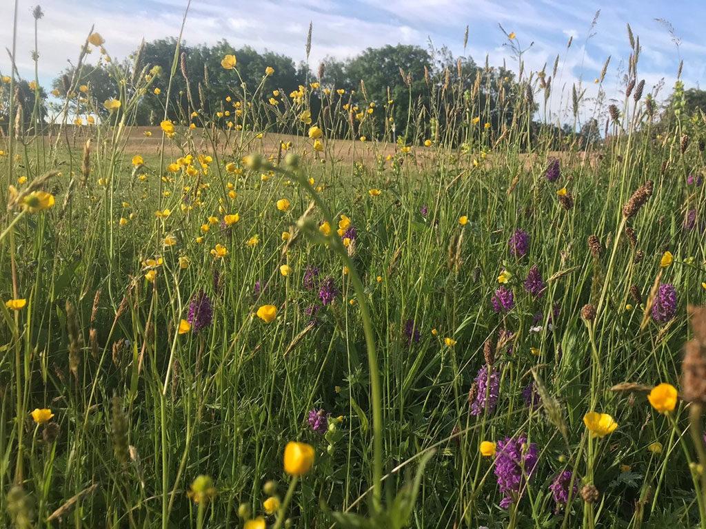 1024_x_768_hesketh_deep_rough_wildflowers.jpg