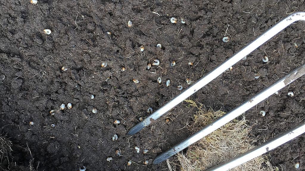 1024_x_576_high_populations_of_chafer_grubs.jpg