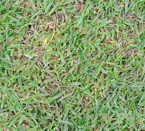 500_x_450_anthracnose_basal_rot.jpg