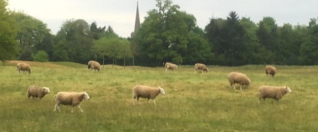 bowood_sheep.jpg