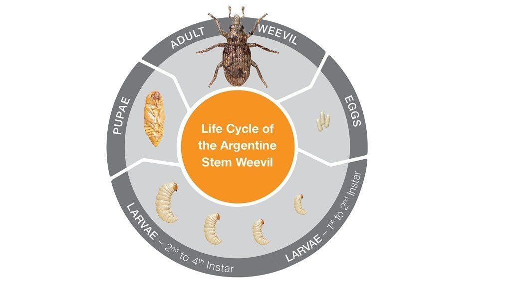argentine_stem_weevil_life_cycle