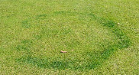 type_ii_fairy_ring