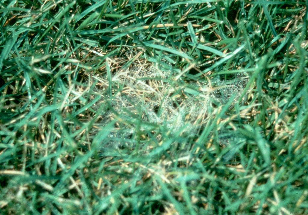 pythium-blight