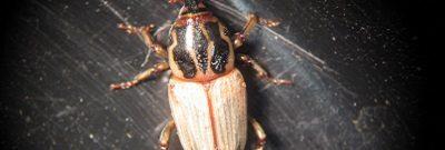 Billbug