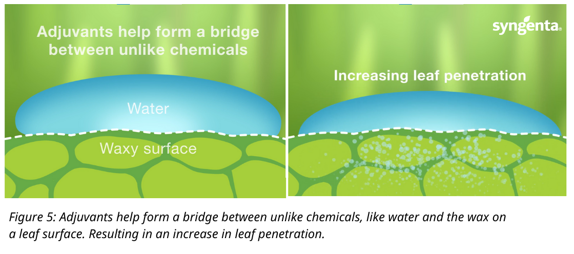 surfactants_increasing_leaf_penetration_diagram_1120x496px.png