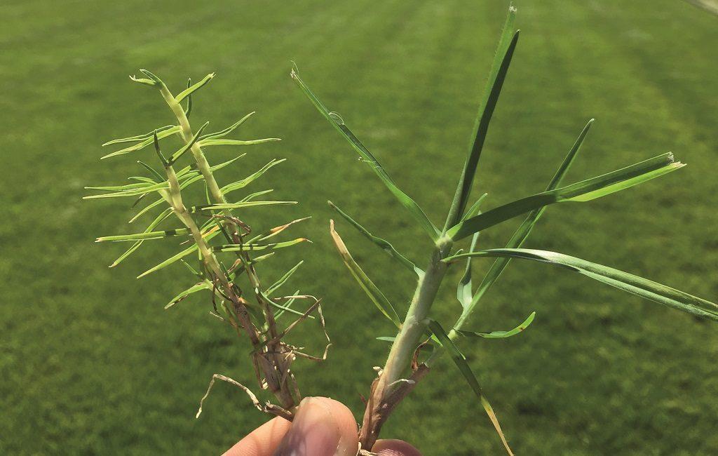1024x650_mite_affected_kikuyu_vs_healthy_kikuyu_turfgrass_386197.jpg