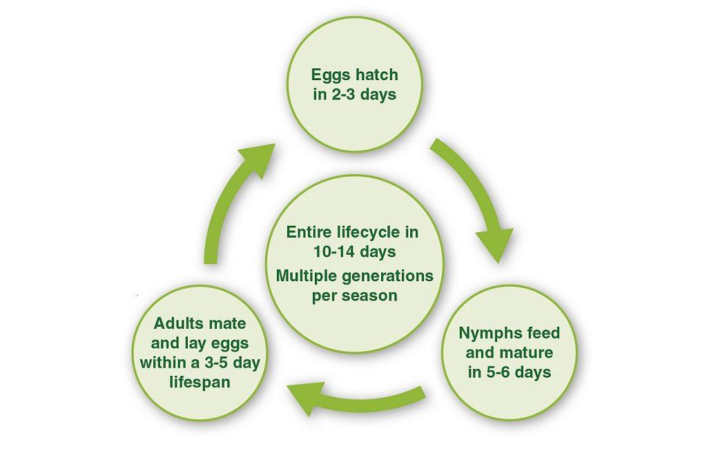 1024x650_mite_lifecycle.jpg