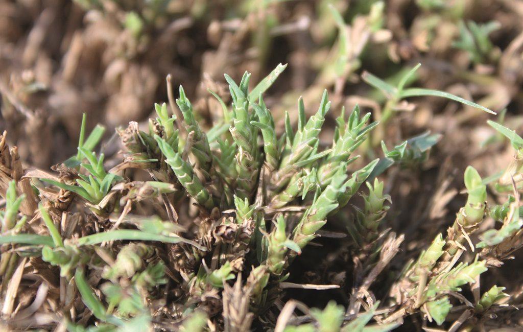 1024x650_porpoising_turfgrass_img_4709.jpg