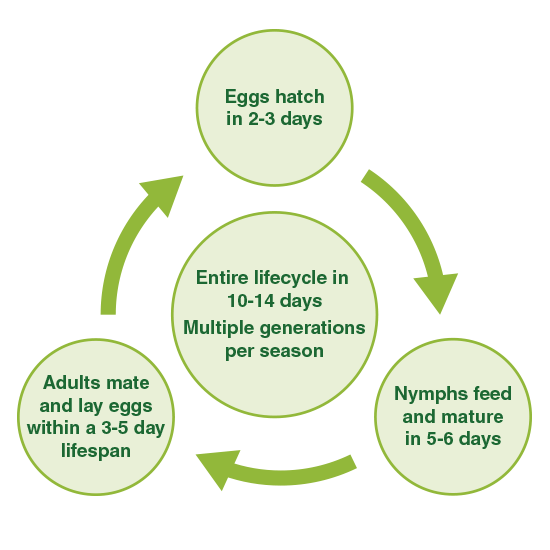 550px_mite_control_ifecycle.png