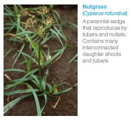 dm_19-036_monument_sedge_edm_-_nutgrass_260x238.jpg
