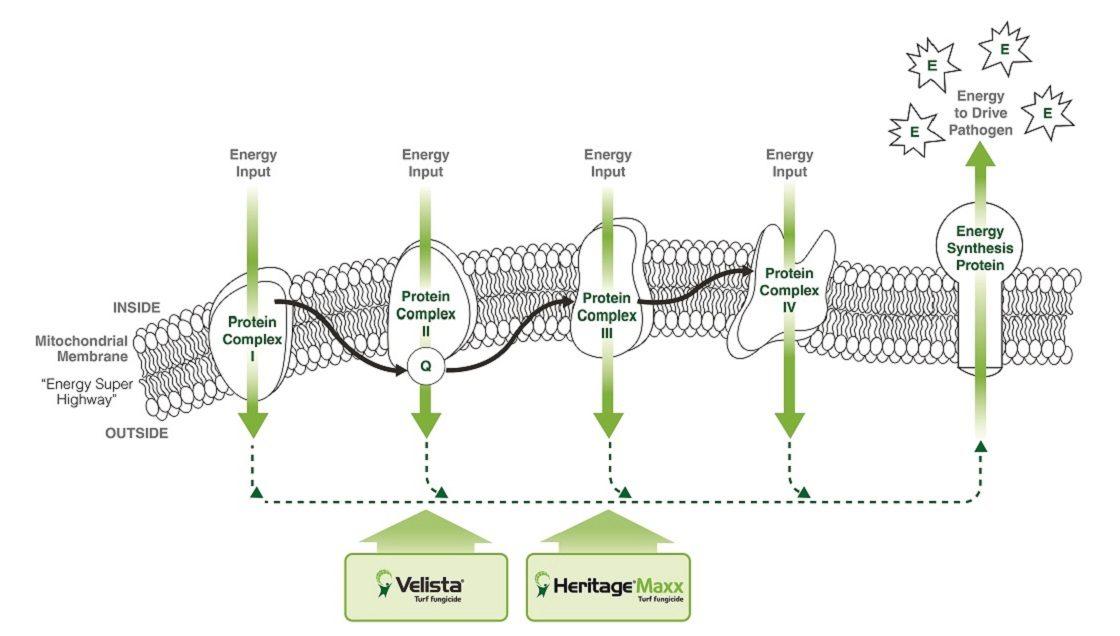 1120px_mitochondrial_velista_support_diagrams_2726.jpg