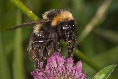 bombus_ruderatus_web_500x333.jpg