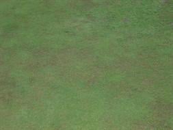 plate 1 anthracnose foliar blight