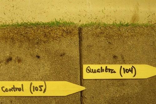 qualibra_thatch_reduction