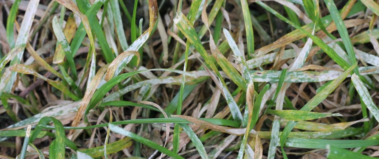 United Arab Emirates Golf Turf Treat Powdery Mildew