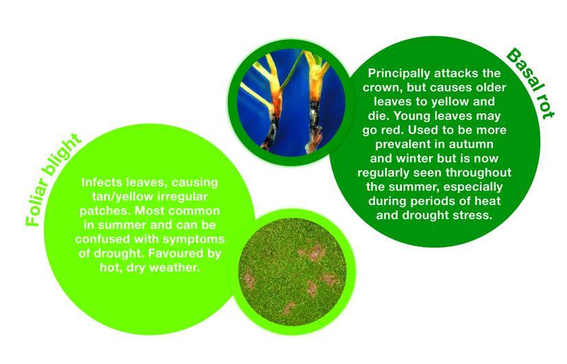 Anthracnose Turf Care UAE