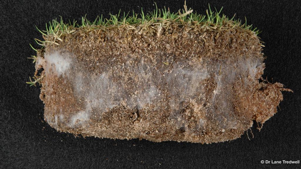 soil cores