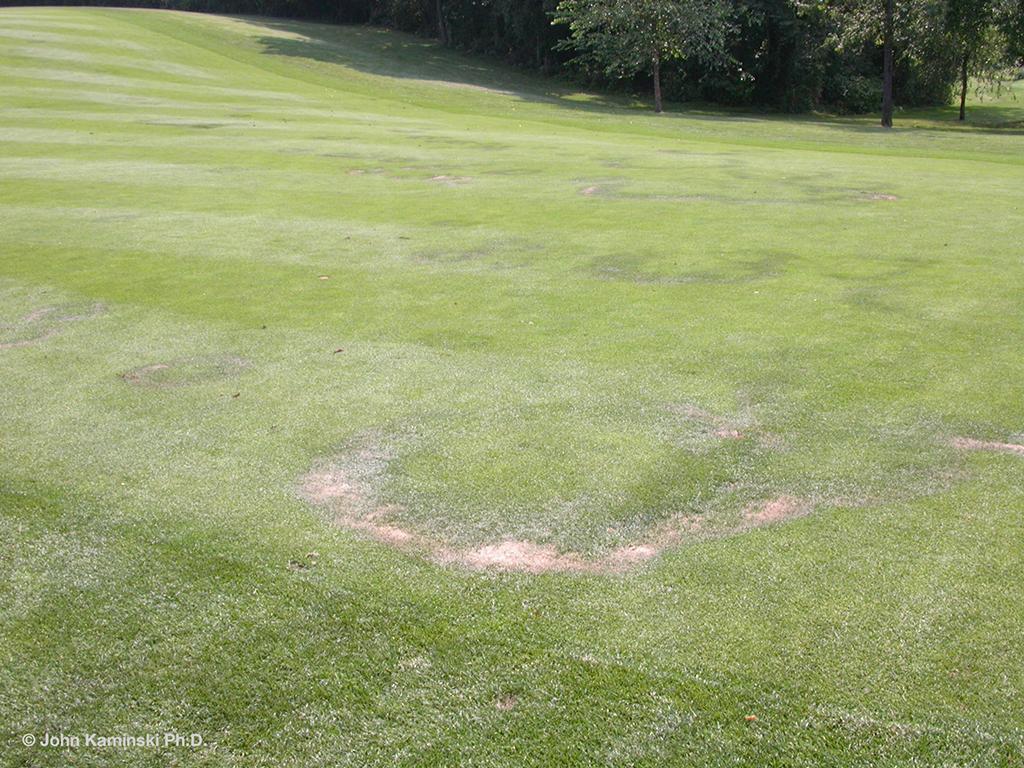 fairy_ring