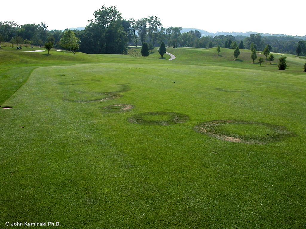 fairy_ring