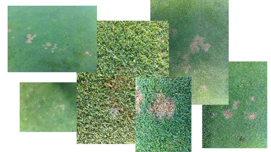 Dollar spot sjukdom