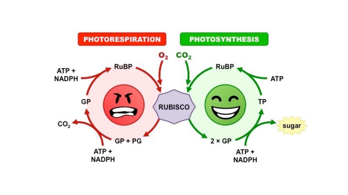 Photorespiration
