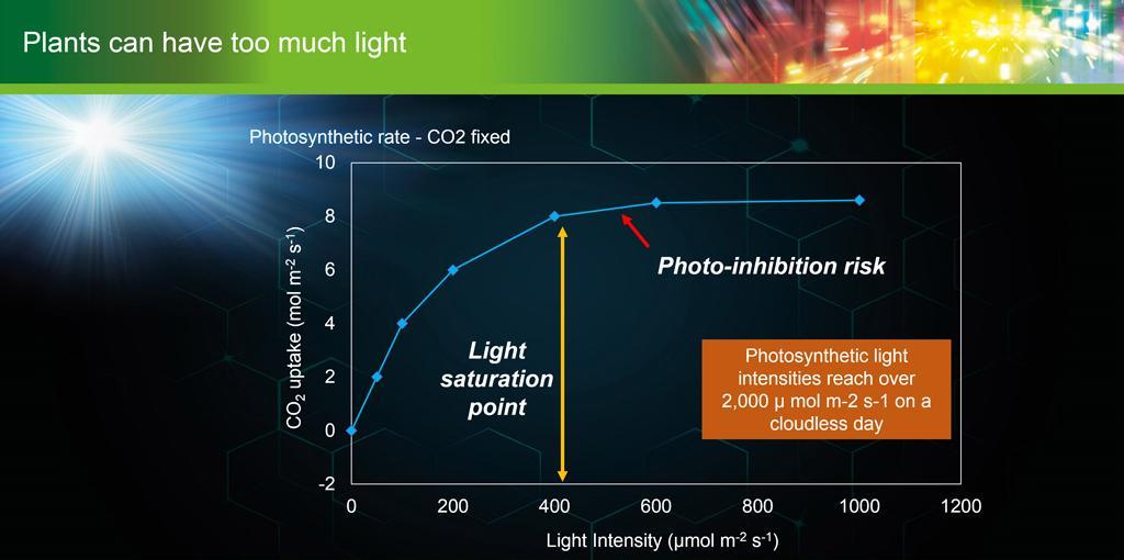 plants can receive too much light leading to photo inhibition and the release of potentuially damaging free radicals in the leaf