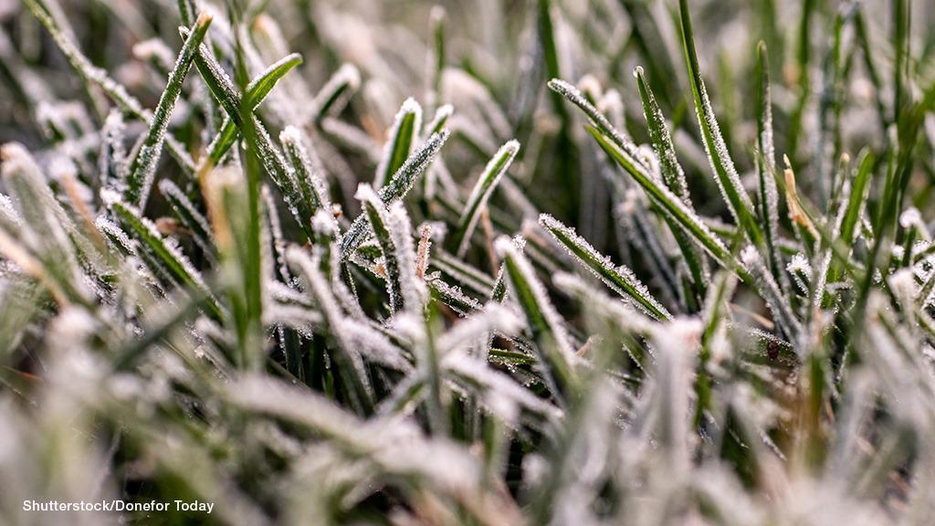 frost on turf leaf