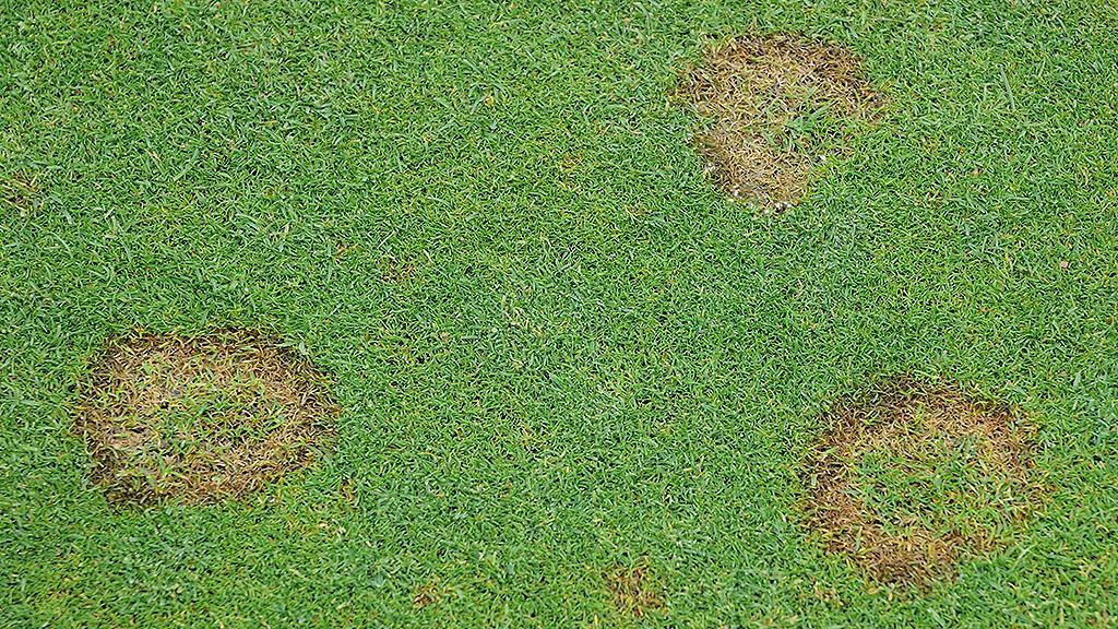Microdochium on green