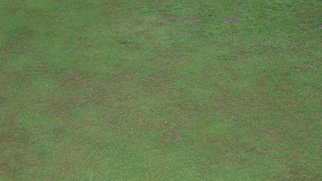 Anthracnose