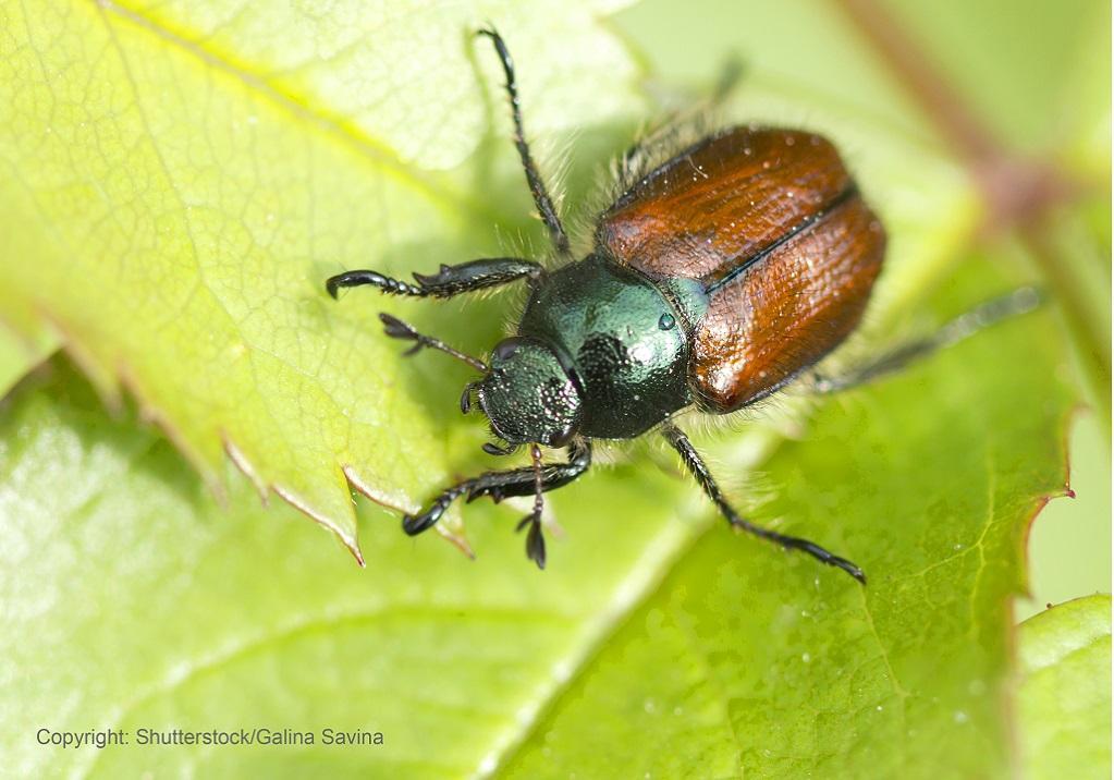 phyllopertha_horticola