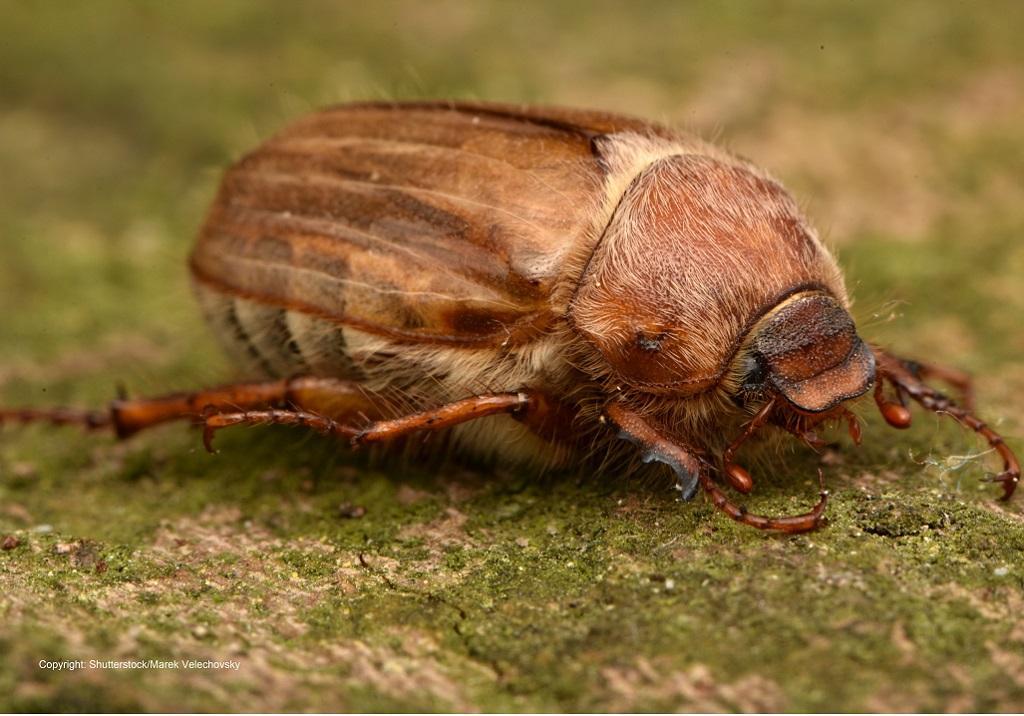 amphimallon_solstitiale_-_adult