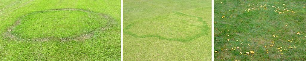 Fairy ring symptoms