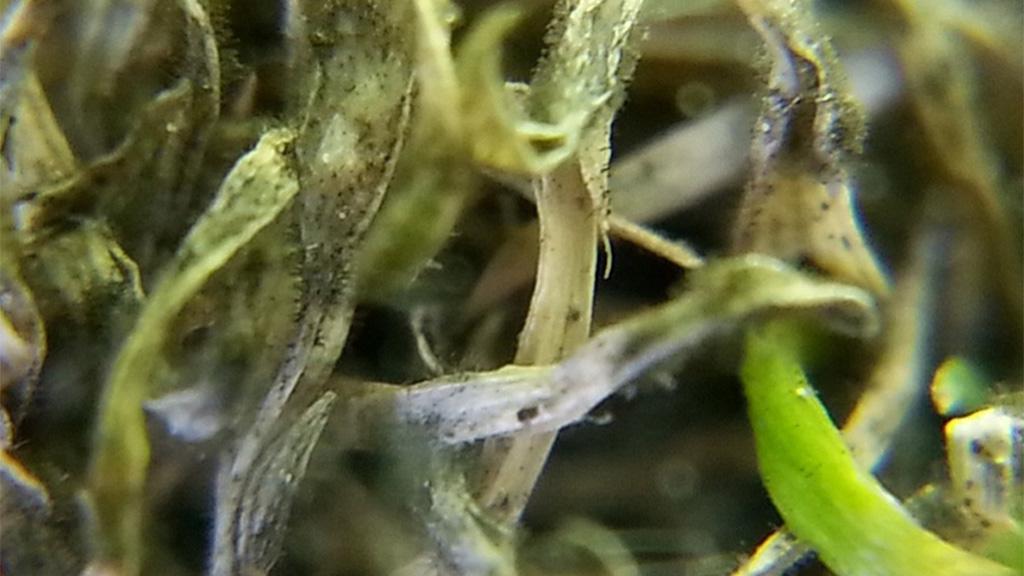Anthracnose under the microscope