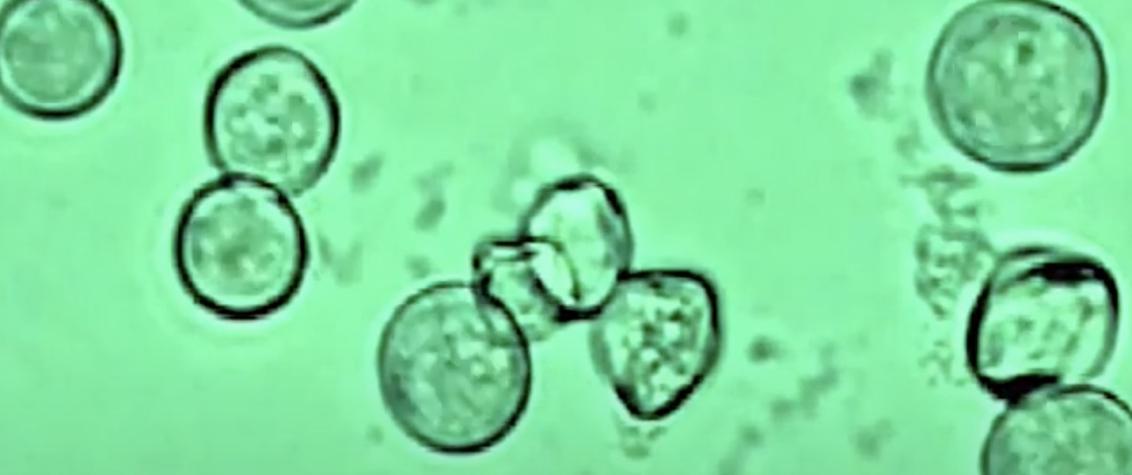 medallion turf disease spores