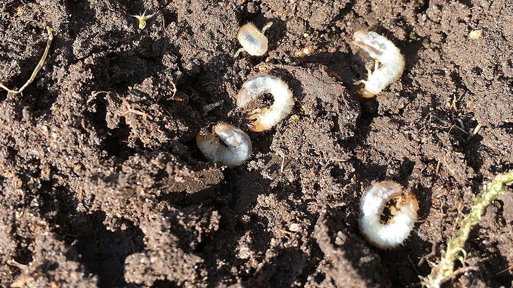 1024_x_576_chafer_bugs_2.jpg