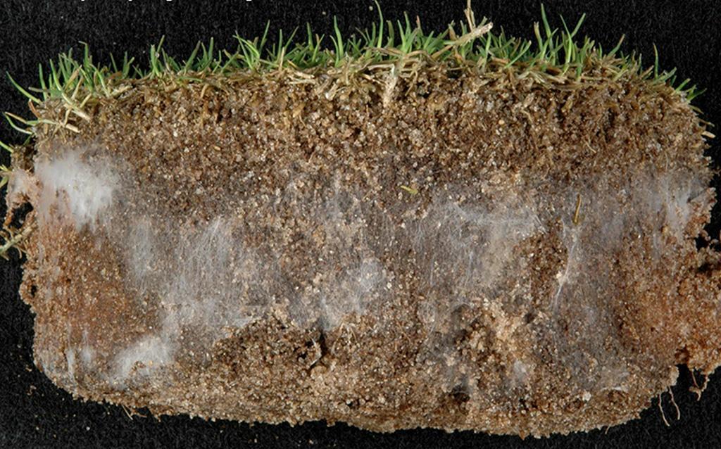1024_x_638_fairy_ring_active_in_the_soil_profile.jpg