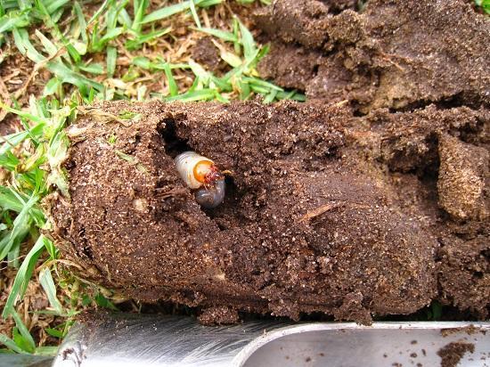 _beetle_grub_destroying_roots