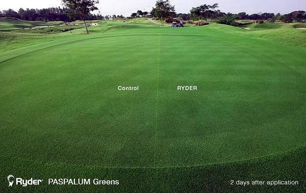 paspalum_greens_ryder_pigment
