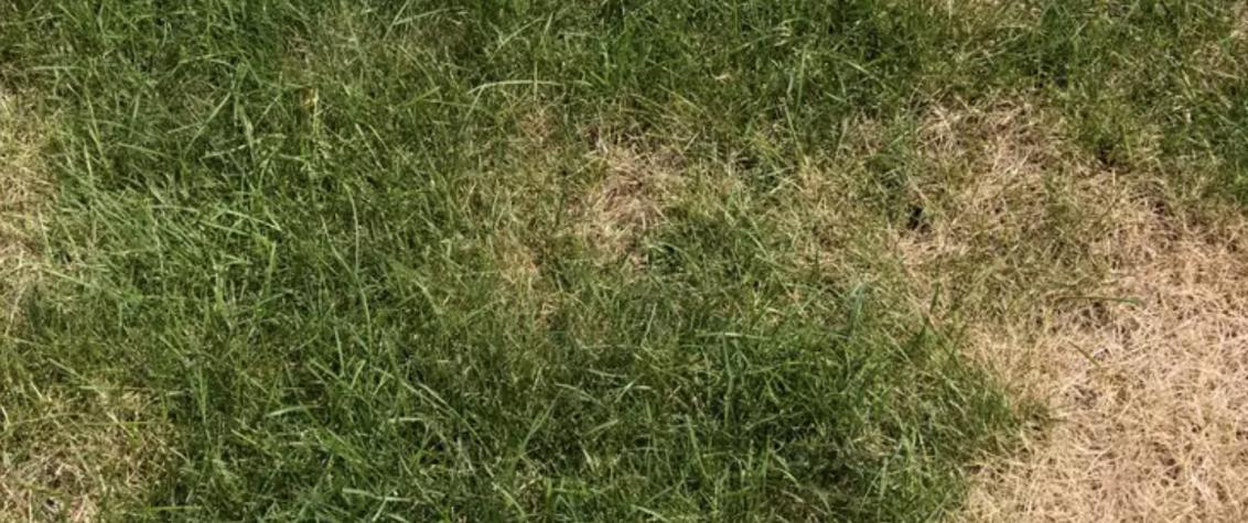 UAE Turf Care Brown Patch Disease