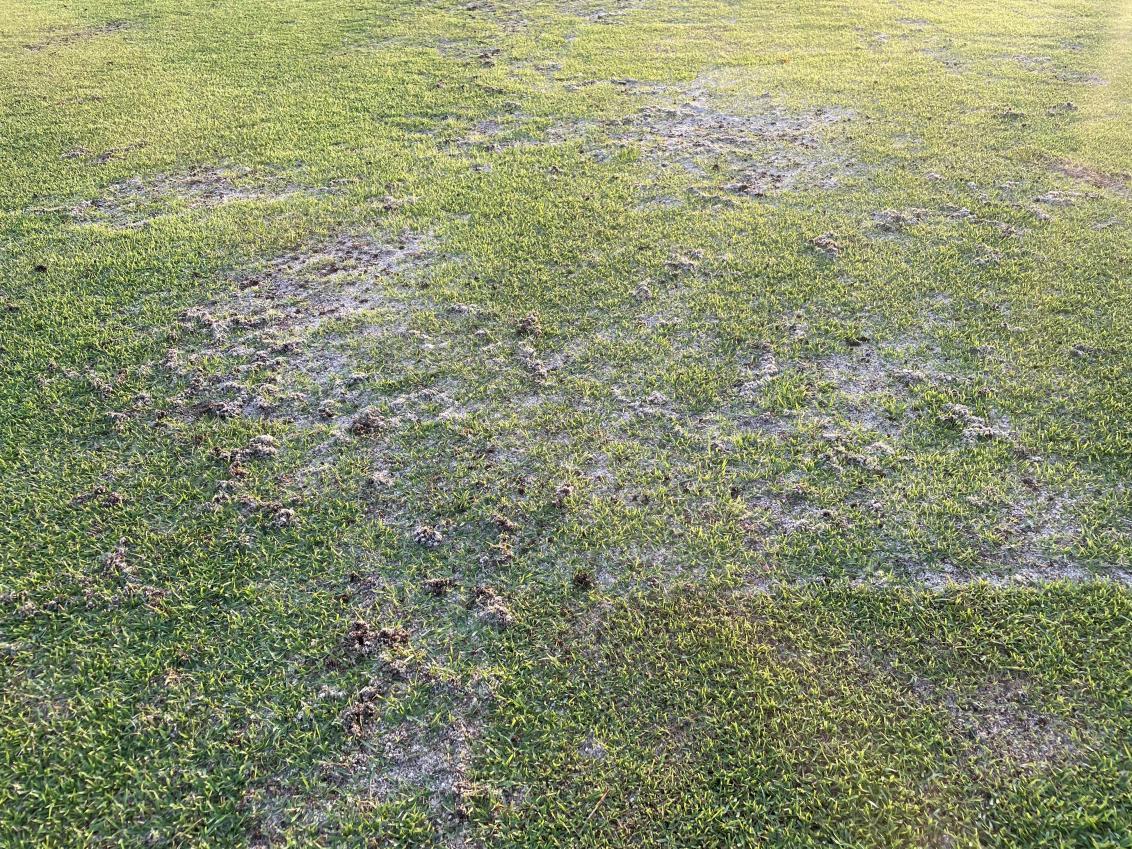mole_cricket_damage