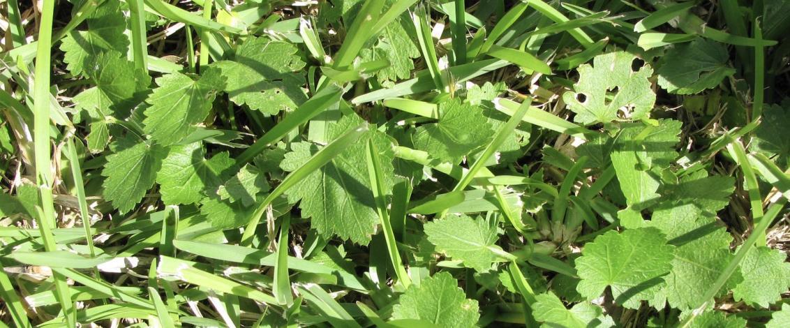 Broad Leaf Weed Control in Turf - UAE